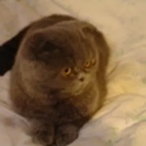 Scottish fold+373 60409402