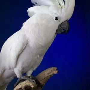 Cacatua alba ручные птенцы из питомников