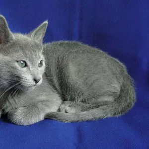 CUMPAR pisica russian blue!! куплю русскую голубую кошку!