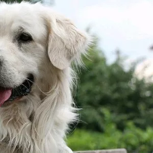 Подрощенный щенок голден ретривера золотистого ретривера golden retrie