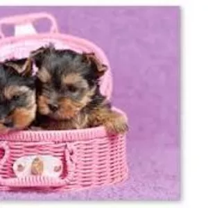 Продаем щенков йоркширского терьера Catelusi Yorkshire terrier