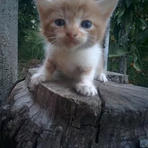 подарю котенка в добрые руки