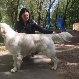 Вязка Золотистый (Голден) ретривер