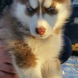 Щенки хаски