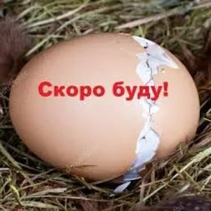 Инкубационное яйцо бройлеров,  кур несушек и других пород птицы