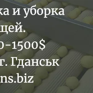 Работа на производственной линии. Сортировка и уборка овощей