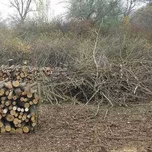 Предлагаем дрова шелковицы