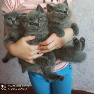 Продам шотландских котят  