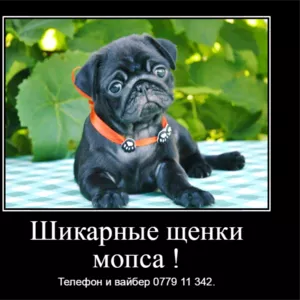Шикарные щенки мопса ждут своих хозяев! 