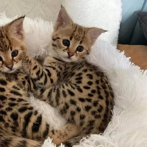 Красивые котята Serval и F1 Savannah доступны для покупки