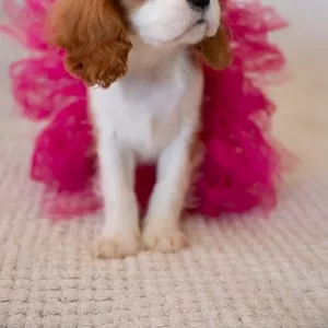 Щенки Cavalier King Charles Spaniel 