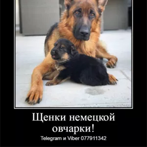 Уникальные щенки немецкой овчарки чепрачного окраса!