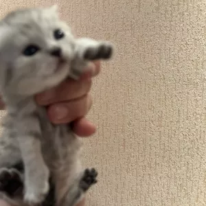 Продаются шотландские чистокровные котята
