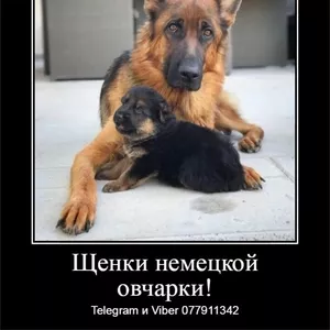 Давно ищете друга? Предлагаем к продаже щенков немецкой овчарки 