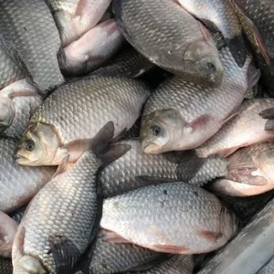 продам Поставки  експорт  рыбопродукции из Украины собственного вылова