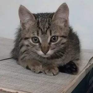 Отдам бесплатно чудесных котят 2 мес.