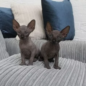 Котята канадского сфинкса 