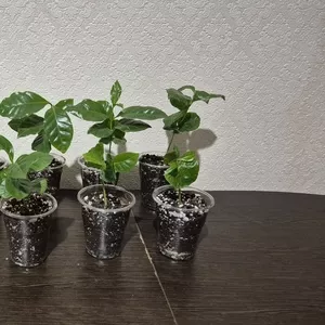 Кофейное дерево заберайте очень в хорошом состояние ,  пересаживать нет