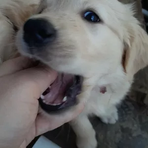 Голден ретриверы продам