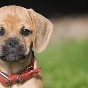 Шикарные щенки Пагальера.