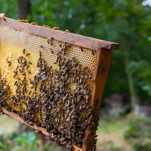 Miere de albine naturală – direct de la producător!