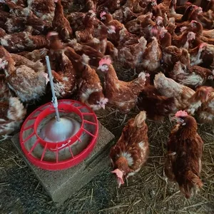 Продам кур-несушек породы Венгерская Тетра