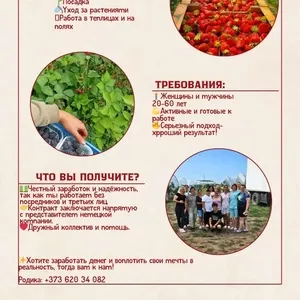 Muncă sezonieră în Germania pentru/Сезонная работа в Германии 