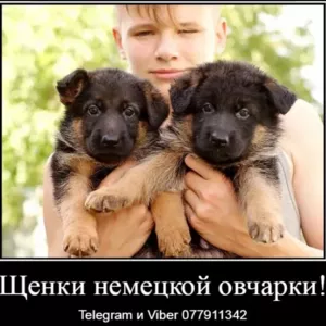 Наши немчурашки уже готовы перейти в ваш дом