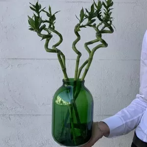 Plante și flori pentru casă,  alese cu grijă de LivrareFlori.md